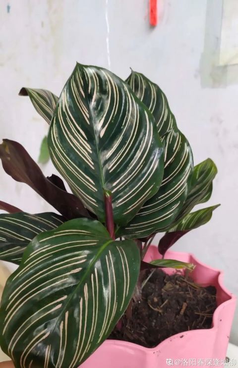 怎么剪，你真的会吗？