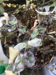 月季为什么经常有虫子出没？