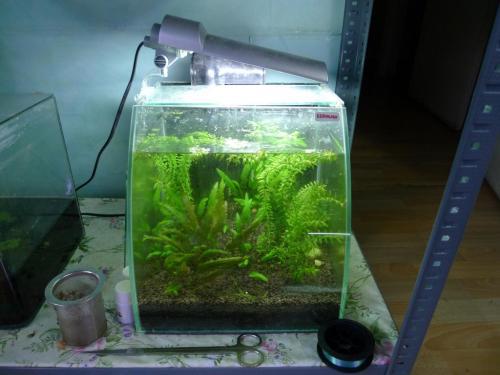 鱼缸绿苔用什么液肥，鱼缸长绿苔用什么灯？推荐哪种高效液肥和灯具？