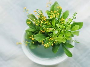 光照与温度，米兰生长的伙伴