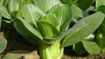 土壤、水资源与种植计划