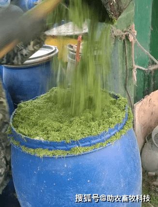 自制发酵饲料喂猪配方中，如何根据不同青饲料特性调整发酵方法以提高猪的消化吸收率？