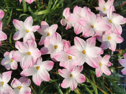 春天里的花儿为什么总是错过花期呃？