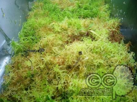 水苔的养护和管理