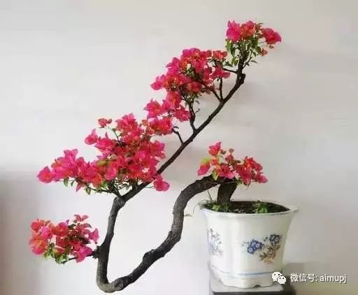 叶子花在什么季节扦插成活率最高？有哪些具体扦插方法可以提高存活率