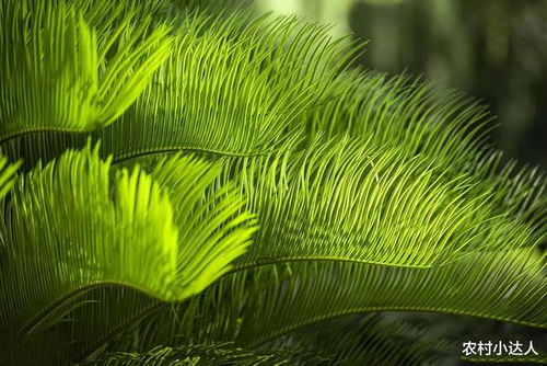 选择好基质，为铁树“铺床”