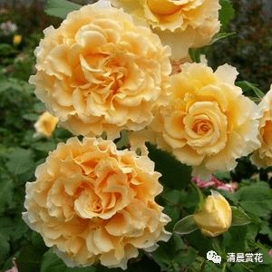 粉舞裙月季的小秘密