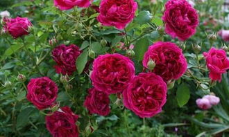 飞天月季的介绍