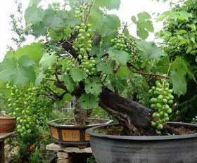 盆栽葡萄，营养又优雅
