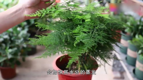 水培蕨叶子发黄，如何挽救
