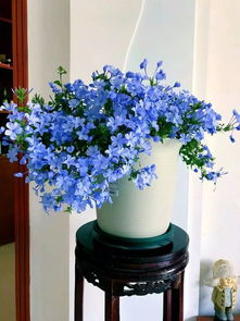 番红花：冬日里的暖阳