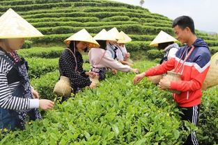 云南大关县果园套种绿肥，绿肥长势良好