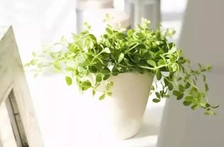 “绿植每周至少晒2小时日光