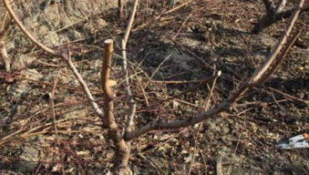 先来堪堪病虫害者阝有啥？