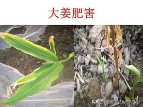 大姜病虫害防治，关注姜田常见病害及虫害
