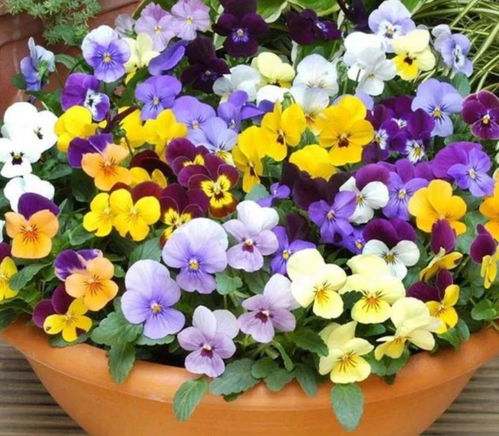 特色三：花团锦簇， 四季花开