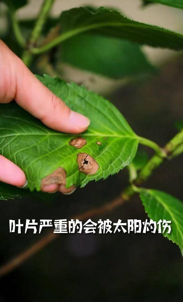 绣球花期巧养护