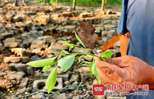 死亡的三个时刻表