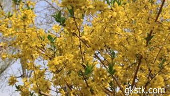 连翘的生长习性