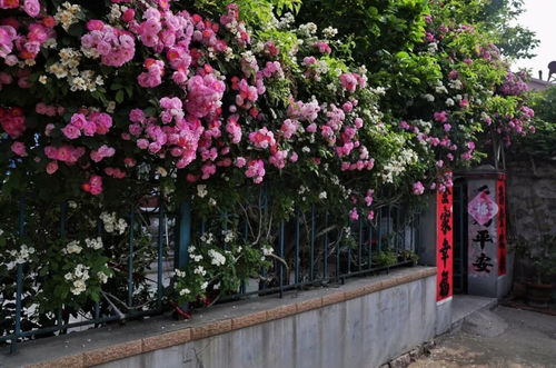 赏花攻略， 蔷薇花海的完美之旅