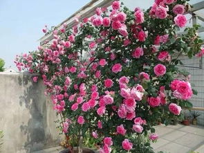 藤本月季， 美化栅栏的神奇之花