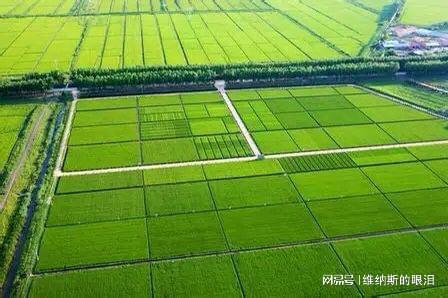 绿化种植，让农田梗绿意盎然
