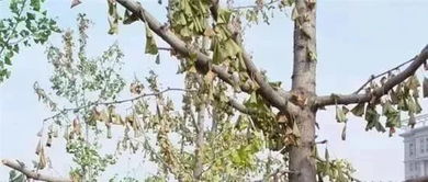 黄杨树浇水过多怎么办？如何避免根部腐烂