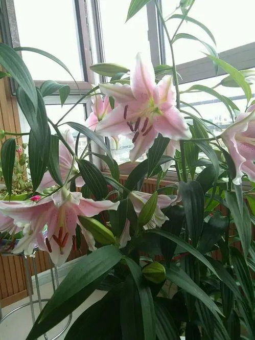 香水百合一年开花几次？如何进行日常护理以促进其持续开花