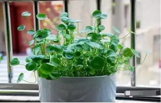 适生性强，耐旱耐涝的植物