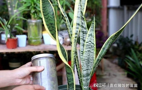 2、 肥料问题，紫竹哭泣