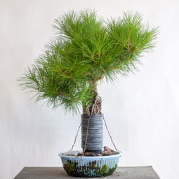 黑松的两种造型方法