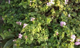 路边那粉嘟嘟的小花，你叫它什么名字呢？