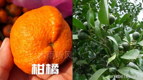 虫害严重怎么办？