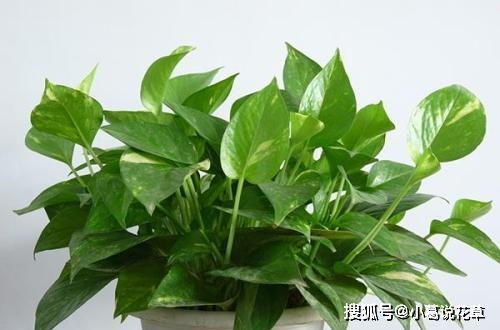 如何根据水养绿萝修根，以及掌握绿萝根部修剪和养护的技巧