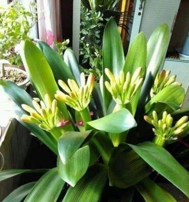 龟背竹， 耐旱的室外花卉