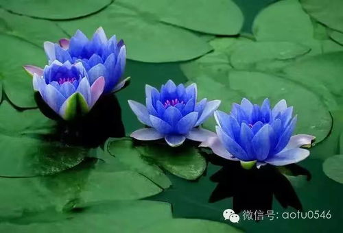 蓝莲花寓意纯洁，象征希望——它为何能在淤泥中绽放