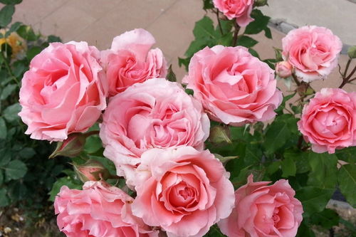 底格里斯河月季的花期