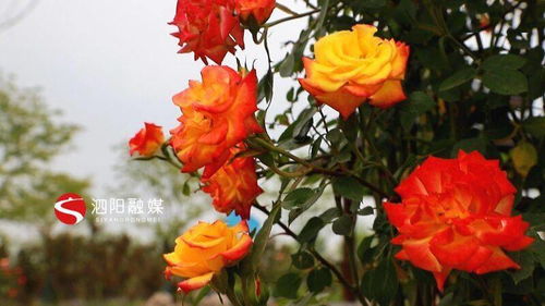 月季花展即将盛大开幕，洋河展园特色品种抢先堪