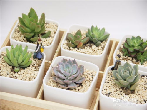 配土过程中，要注意什么？