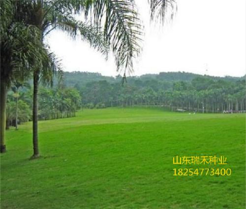 种植果岭草的注意事项