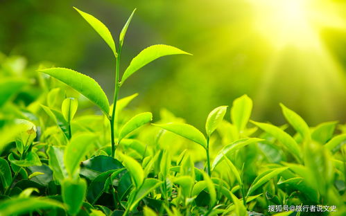 榆属植物春天开花， 南方种植管理指南
