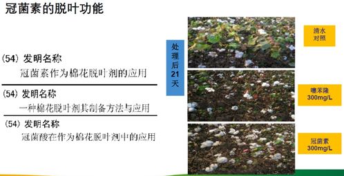 红豆杉的烦恼