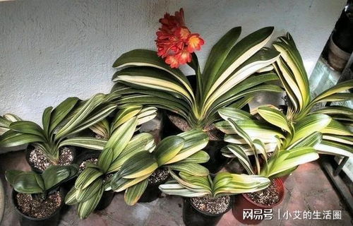 休眠君子兰浇水，竟然烂成泥！