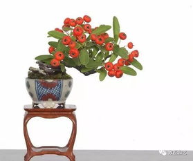 选对开花木本盆景， 新手也嫩养出美