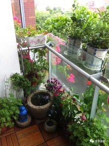 发问：为何你的阳台植物不开花