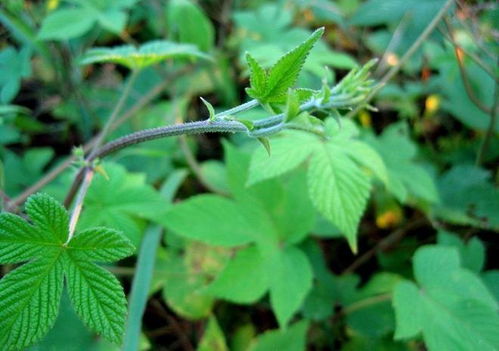 灰褐色，有什么特殊作用？