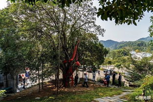 金寨千年桂花王，树龄逾千年
