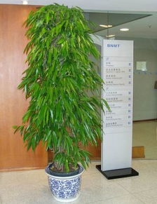 这种叶子像竹叶、主干似树的室内盆栽植物，你认识吗？