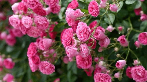 硕苞蔷薇——大朵的花朵