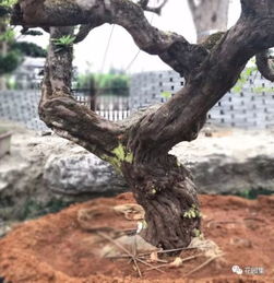 四、树根的美容秘方